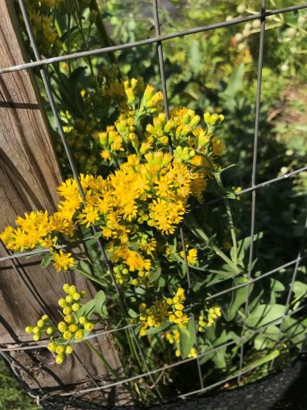 Solidago Rigida Landscape Design Stiff Goldenrod, Solidago Rigida - Designs By Nature, LLC